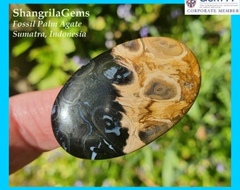 42mm Petrified Palm root oval cabochon from Indonesia 51.5ct 42 by 27 by 5mm