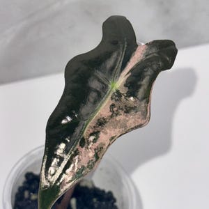 Pink Alocasias (Multiple listings)