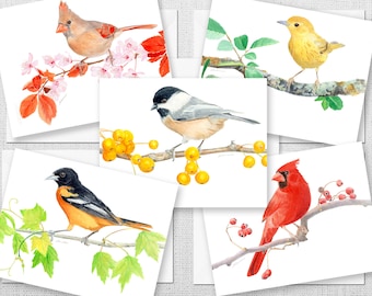 May include: Set of five watercolor paintings featuring different bird species. Each painting depicts a bird perched on a branch with flowers or berries. The birds include a cardinal, a chickadee, a yellow warbler, an oriole, and a Baltimore oriole.