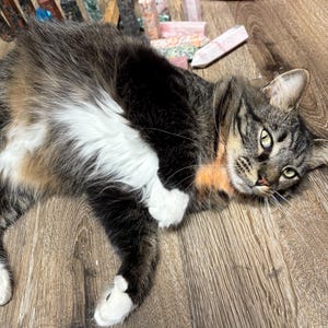 保護猫があなたの次のクリスタルタワーを選びます