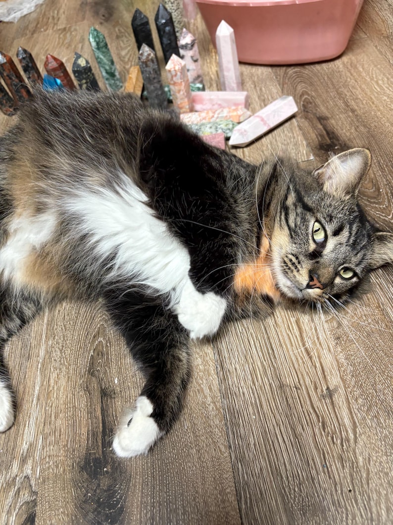 May include: A relaxed tabby cat with brown, black, and white fur lies on a wooden floor. Various colorful crystal points are arranged behind the cat, with a pink container in the background. The cat has green eyes and white paws.