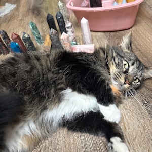 May include: A tabby cat with white paws and chest lies on a wooden floor, surrounded by various colorful crystal points. A pink bin holds more crystals. The crystals are in shades of black, brown, pink, and yellow.