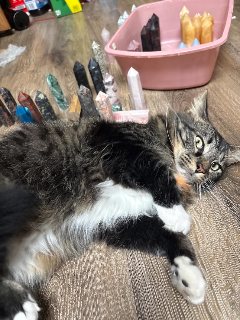 May include: A tabby cat with white paws and chest lies on a wooden floor, surrounded by various colorful crystal points. A pink bin holds more crystals. The crystals are in shades of black, brown, pink, and yellow.
