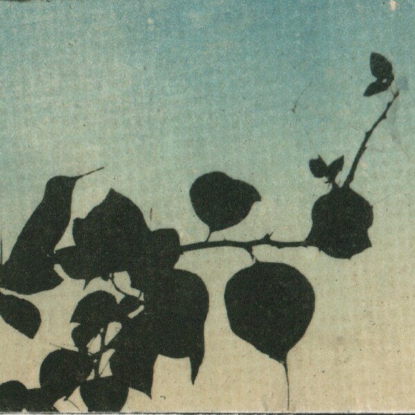 Hummingbird etching with chine colle