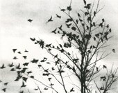 Fine art print, etching, Fly Away, black and white