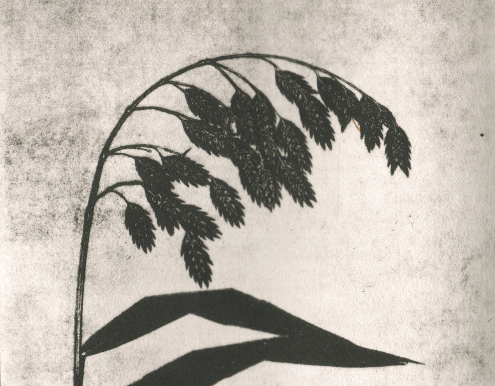 Etching Weeping Grass Modern Minimal Original Print Etsy