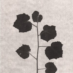 Botanische Grafik, original Radierung, Türken Kappe gepressten Pflanze