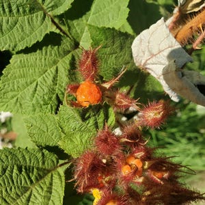 May include: A cluster of bright orange wineberries surrounded by green serrated leaves. Each berry is encased in a reddish-brown, hairy, spiky calyx. The plant features multiple developing fruits in various stages of growth, showing vibrant colors and textures.