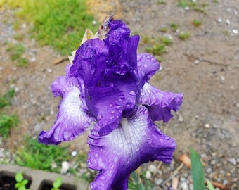 2 Purple bearded iris rhizomes