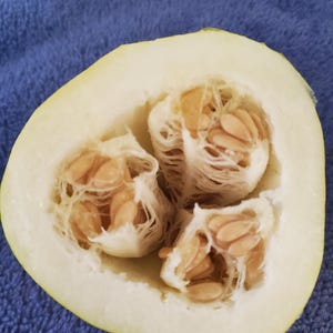 May include: A cross-section of a pale green melon, revealing three seed clusters. The seeds are a light tan color, nestled within a fibrous, off-white interior. The melon's rind is smooth and slightly curved.