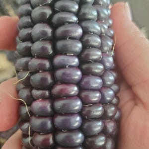 Hopi Blue Corn seeds (50 per pack)