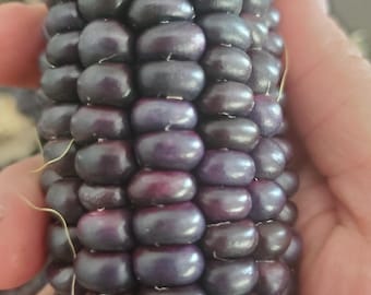 Hopi Blue Corn seeds (50 per pack)