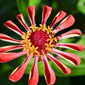 Red flower