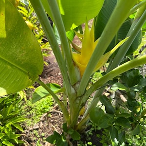 Heliconia Caribaea ‘Yellow’
