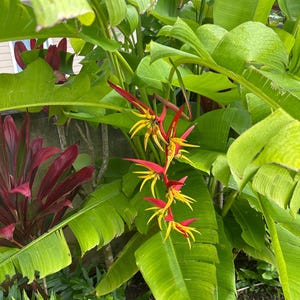 Heliconia ‘Bali’ Rhizome – Rare Tropical Hybrid (latispatha × spissa) | Upright Spiral Bracts