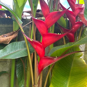 Heliconia Stricta &#39;Sunrise&#39;