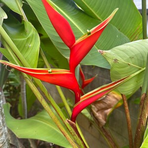 Heliconia Stricta ‘Gustavo Red’ Rhizome