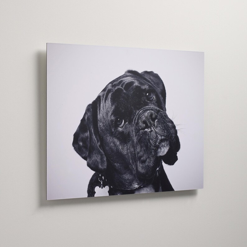May include: A black and white wall art print featuring a portrait of a Boxer dog. The dog is shown from the chest up, facing forward with a focused expression. The background is a solid, light gray color, highlighting the dog's dark features.