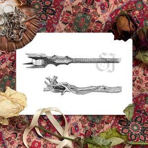 May include: Two detailed black and white illustrations of ornate, possibly antique, scepters or staffs. One has a ball at the top, the other a gnarled, branch-like design. The artwork is on a white background, surrounded by dried roses and a patterned fabric.