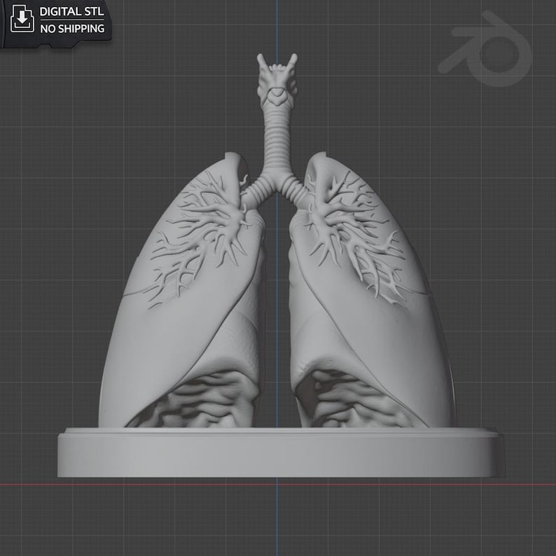 Medical Lungs Desk Organizer | Anatomical Desk Organizer | STL for 3D ...
