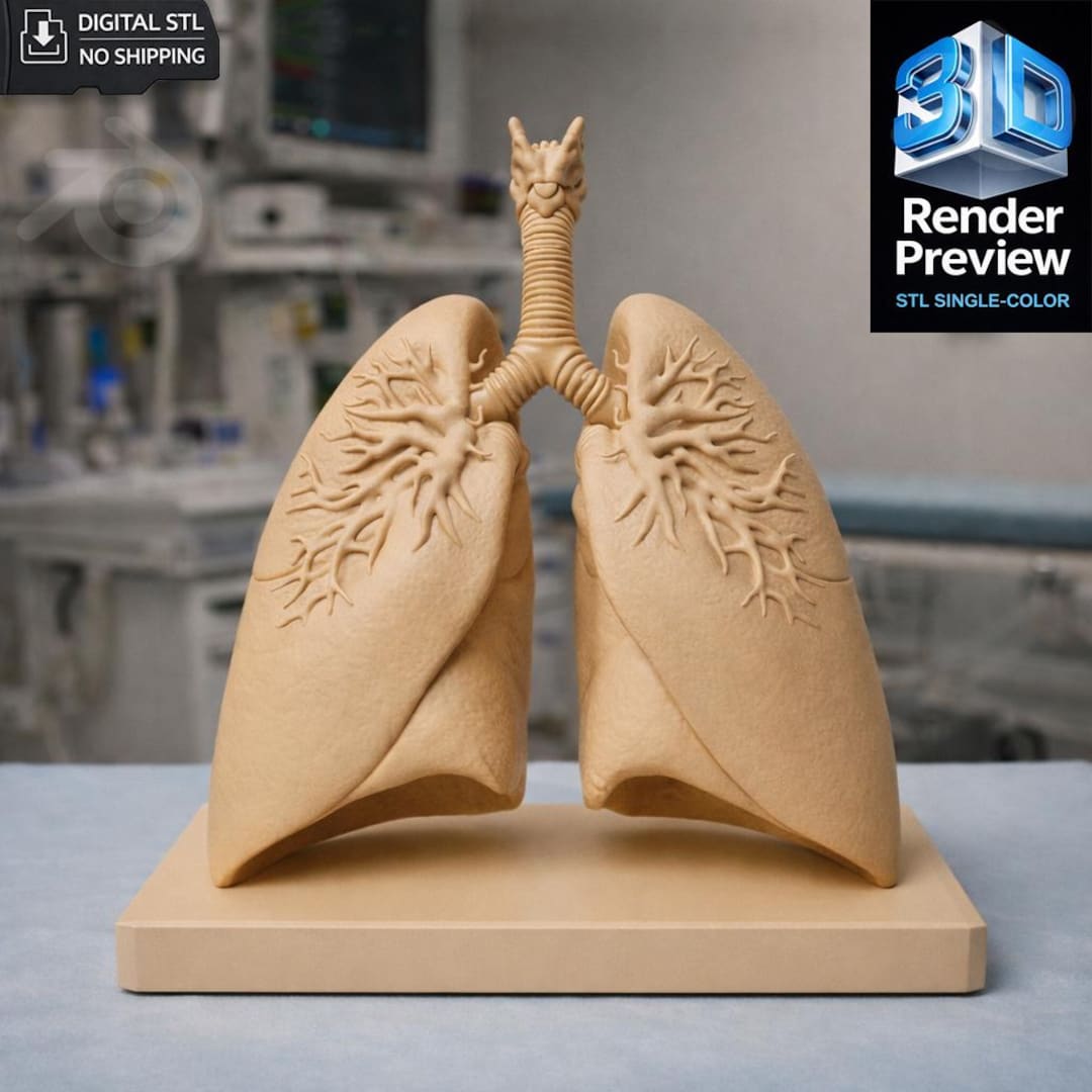 Anatomical Lung Model STL | With Base and Without Base | Medical 3D ...