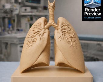 Anatomical Lung Model STL | With Base and Without Base | Medical 3D Print File | Digital Product | No Shipping