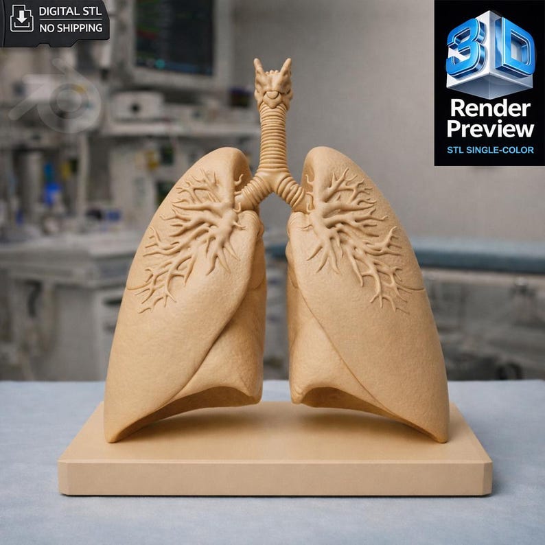 Anatomical Lung Model STL | With Base and Without Base | Medical 3D ...