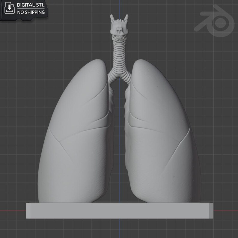 Anatomical Lung Model STL | With Base and Without Base | Medical 3D ...