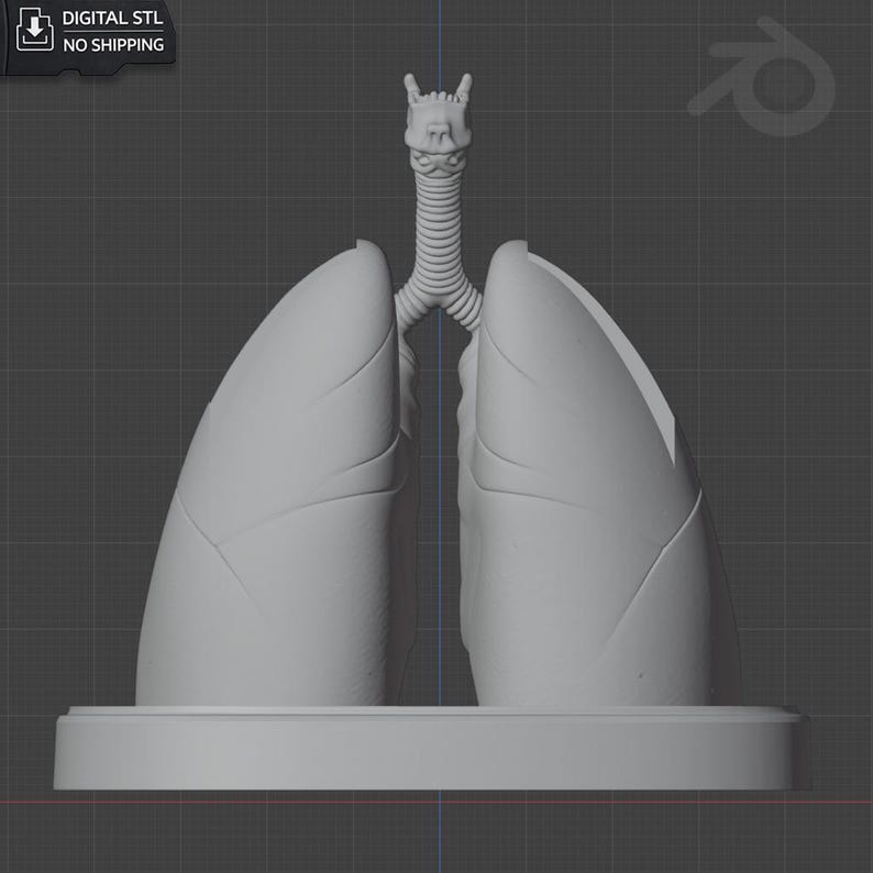 Medical Lungs Desk Organizer | Anatomical Desk Organizer | STL for 3D ...