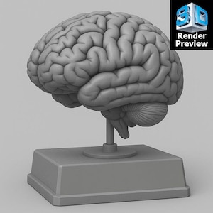 May include: A grey anatomical model of a human brain, mounted on a stand with a rectangular base. The brain model is detailed, showing the cerebrum, cerebellum, and brainstem. The image includes a "Render Preview" logo in the upper right corner.