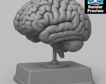 Menselijk breinmodel op standaard – onderwijswetenschappelijk display voor 3D-printen | Anatomie STL | Digitale download