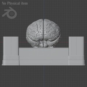 Pu&ograve; includere: Modello 3D grigio di un cervello umano, posizionato su una piattaforma rettangolare con due supporti verticali. L'immagine ha uno sfondo a griglia e il testo "No Physical item".