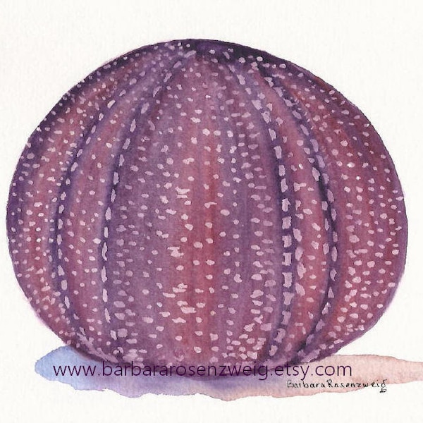 Sea Urchin Painting Etsy
