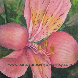 Alstroemeria Pink Lily Flower Original Watercolor Painting image 1