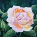 see more listings in the Watercolor Flower Prints section