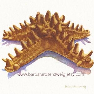 Seestern Druck, Seestern Malerei, Seestern Aquarell, Küstenwandkunst, Meereslebenkunst, Stranddruck, Stranddekor, Leinwanddruck