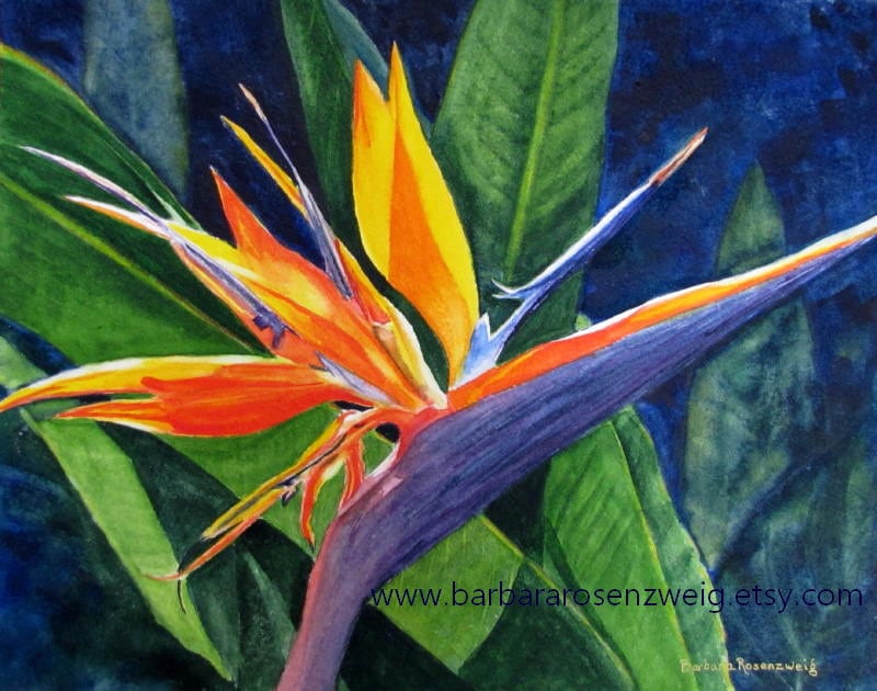 Birds of Paradise Series | Exotic Tropical Floral Pattern | Women's Capri  Leggings