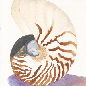 Nautilus Seashell Watercolor Painting, Canvas Art Print, Sea Shell Painting, Coastal Wall Art, Beach House Decor, Bathroom Decor, Shell Art