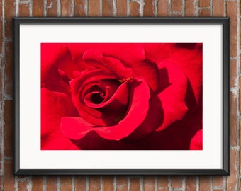 Red Rose Wall Art, Red Rose Wall Decor, Red Rose Art, Red Rose Print, Rose Photography, Rose Photo, Rose Photograph