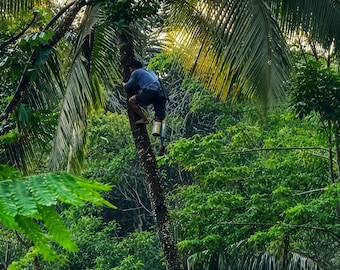Azúcar de coco orgánico en polvo / Edulcorante de caramelo natural, ingrediente vegano para repostería.