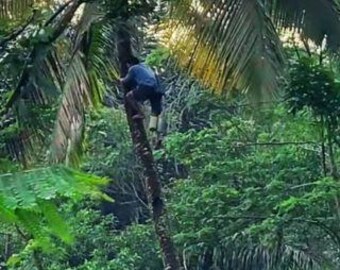 Açúcar de coco orgânico em pó | Adoçante natural sabor caramelo, ingrediente vegano para confeitaria