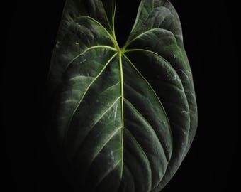 アンスリウム パピ（ミシェルxザラ） x オレンジスパイダー 斑入り