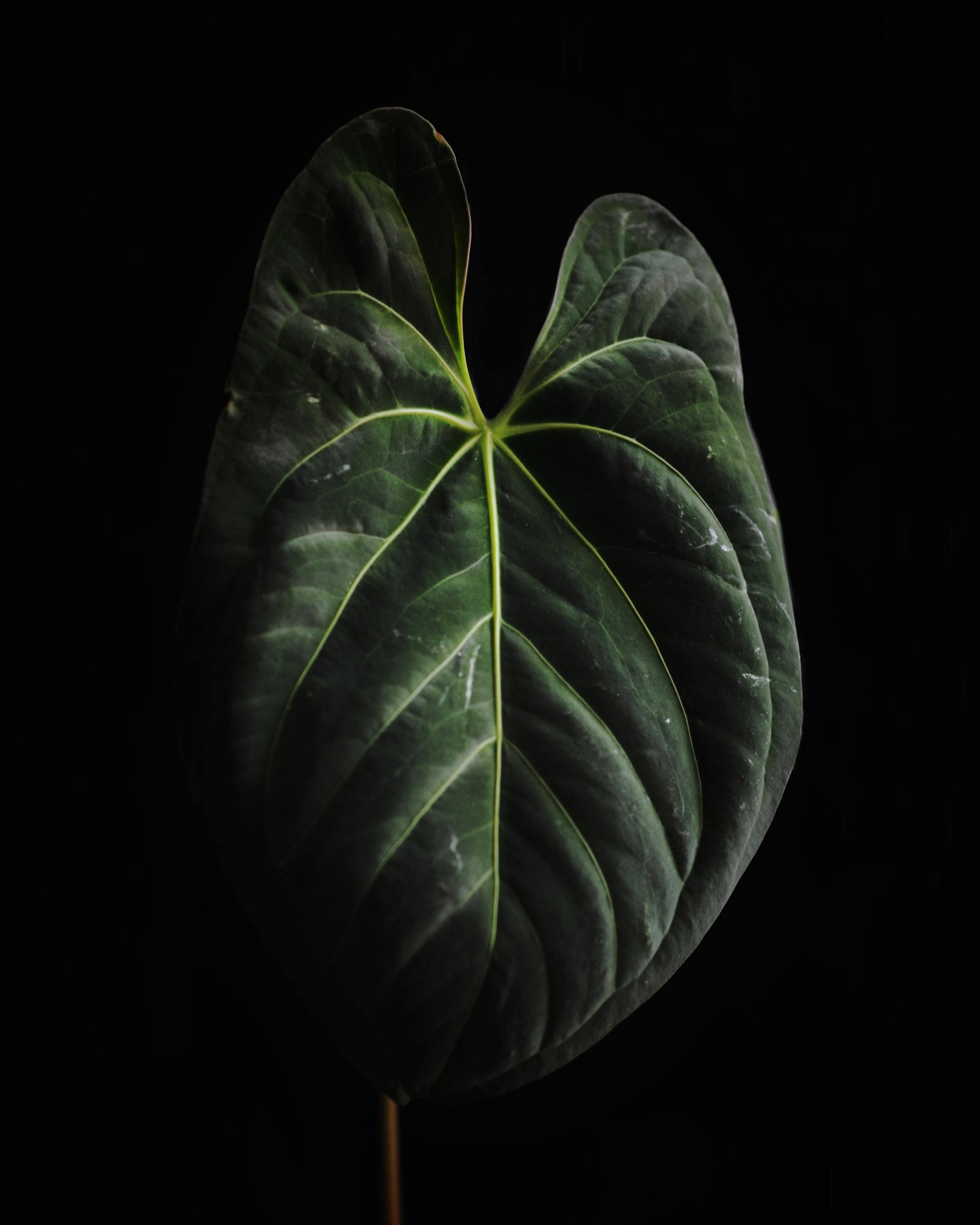 Anthurium Ace of Spades X Luxurians - Etsy Canada