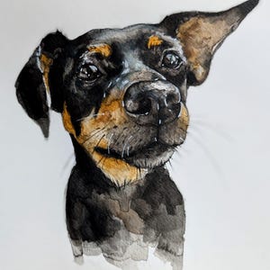 May include: Watercolor painting of a dog's head, featuring a black coat with tan and brown markings. The dog has a focused gaze, with visible whiskers and detailed shading, set against a white background.