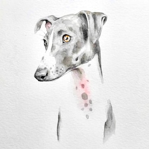 May include: Watercolor painting of a grey and white dog with brown eyes. The dog's head is turned to the left, with a pinkish-red area on its neck. The artwork is on a white background.