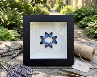 7.4" Framed Blue Butterfly Taxidermy, 4 Real Butterfly Specimen Display, 3 Styles Available, Entomology Shadow Box Art, Cottagecore Decor