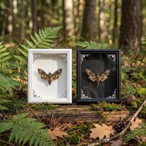 May include: Two framed moth specimens. One frame is white, the other black. Both frames have ornate silver corner accents. The moths have brown and tan wings with intricate patterns. The frames are displayed on a mossy log in a forest setting.