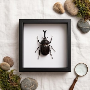 Puede incluir: Un espécimen de escarabajo enmarcado, con un exoesqueleto oscuro y brillante. El escarabajo está centrado en un marco cuadrado negro sobre un fondo blanco. Elementos decorativos: rocas, musgo y una lupa.