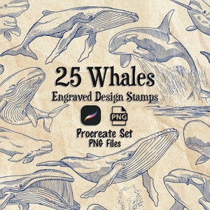 Illustrazioni di balene - 25 disegni in stile inciso + pennelli Procreate e PNG