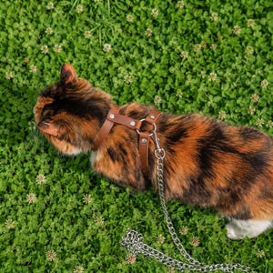 Puede incluir: Un gato calicó de color marrón, negro y blanco lleva un arnés de cuero color canela con remaches y anillos de metal plateado. Una correa de cadena de metal plateado está sujeta a la parte posterior del arnés y cuelga del torso del gato.